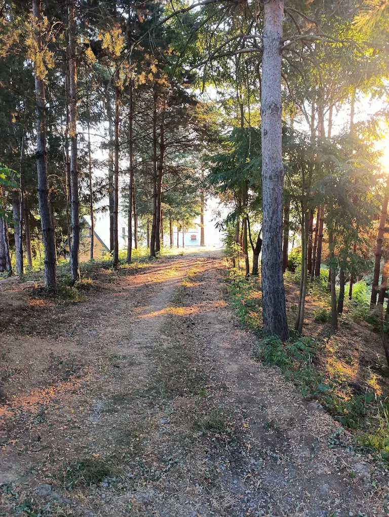 Šumska staza do Chaleta Nale